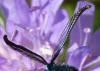 Adscita sp.